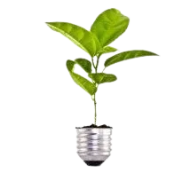 plant-growing-bulb